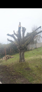 Photo de galerie - Elagage et coupe d'arbres