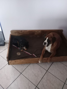 Photo de galerie - Seven est un petit chien que je garde de temps en temps il est sur la photo accompagné de mon chien (le boxer).