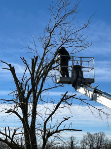 Photo de galerie - Elagage et coupe d'arbres