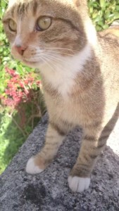 Photo de galerie - Garde chat