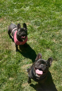 Photo de galerie - Garde chien