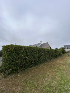 Photo de galerie - Taille d’une haie de Troène 