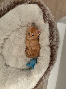 Photo de galerie - Mimi chat 