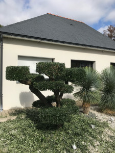 Photo de galerie - Taille D un oliviers 