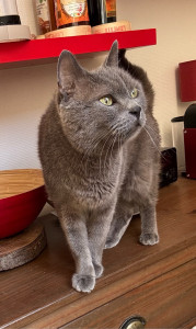 Photo de galerie - Samovar