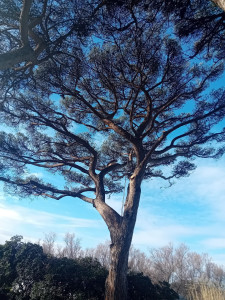 Photo de galerie - Elagage et coupe d'arbres