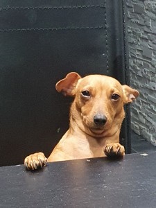 Photo de galerie - Mon petit chien ! 