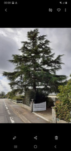 Photo de galerie - Elagage et coupe d'arbres