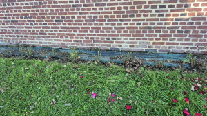 Photo de galerie - Taille de haies et d'arbustes