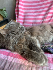 Photo de galerie - Mia ma Princesse 