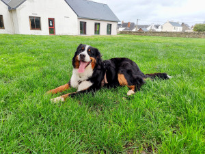 Photo de galerie - Petite pose de fin de balade pour que l'excitation redescende tranquille pour Vanille 