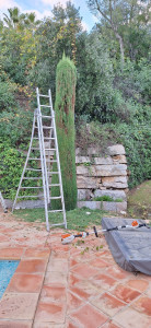 Photo de galerie - Taille de cyprès 