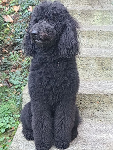 Photo de galerie - Le beau labradoodle 