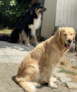 Photo de galerie - Mes animaux 