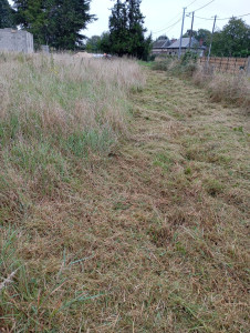 Photo de galerie - Gros débroussaillage 