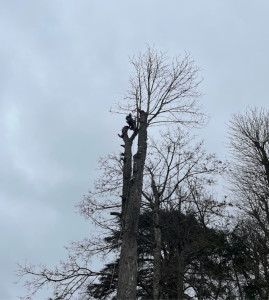 Photo de galerie - Elagage et coupe d'arbres