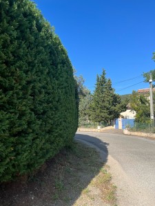 Photo de galerie - Taille de haies et d'arbustes