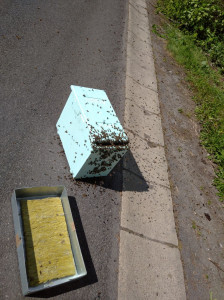 Photo de galerie - Récupération d'essaim  d'abeille