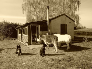 Photo de galerie - Garde animaux