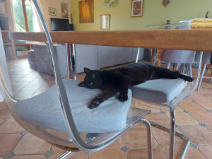 Photo de galerie - Voici mon chat :) comme vous pouvez le voir, il vit plutôt bien sa retraite. ?