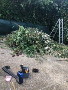 Photo de galerie - Taille de haies.