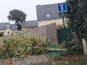 Photo de galerie - Abattage petit chêne 