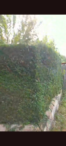 Photo de galerie - Taille de haies et d'arbustes