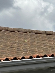 Photo de galerie - Couverture basque en mauvais état sur Bayonne