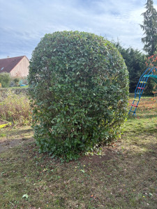 Photo de galerie - Taille de haies et d'arbustes