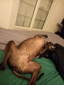 Photo de galerie - Garde chien