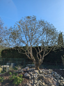 Photo de galerie - Taille d'olivier 
