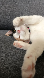 Photo de galerie - Je me suis occupée de chats cet été pendant les vacances ☺️