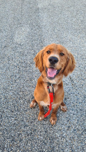 Photo de galerie - Garde animaux