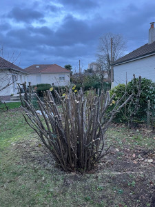 Photo de galerie - élagage 