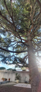 Photo de galerie - Elagage et coupe d'arbres