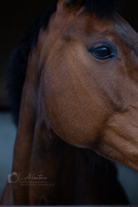 Photo de galerie - Shooting chevaux | cavaliers