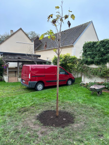 Photo de galerie - Plantation d’un catalpa 