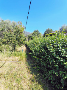 Photo de galerie - Taille de haies et d'arbustes