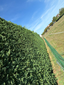 Photo de galerie - Taille de haie 