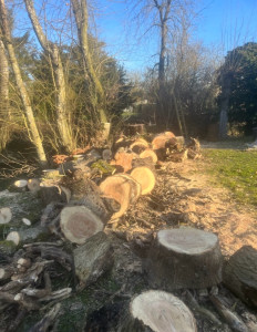 Photo de galerie - Elagage et coupe d'arbres