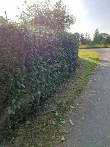 Photo de galerie - Taille de haies 