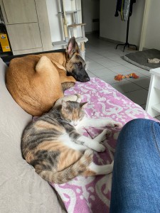 Photo de galerie - Garde animaux