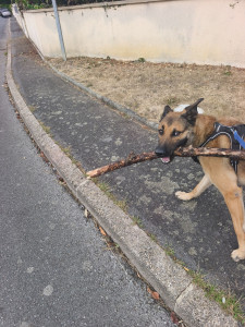 Photo de galerie - Garde chien