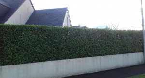 Photo de galerie - Taille de haie