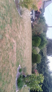 Photo de galerie - Elagage et coupe d'arbres