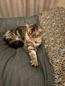 Photo de galerie - Garde chat Nyx 
