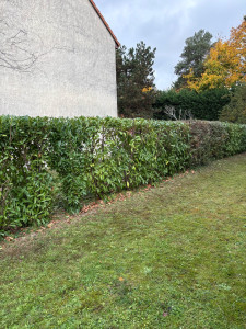 Photo de galerie - Taille de haies et d'arbustes