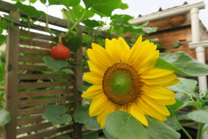 Photo de galerie - Accompagnement dans la conception de jardin écologique.