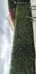 Photo de galerie - Taille de haies et d'arbustes