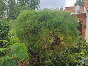 Photo de galerie - Elagage et coupe d'arbres